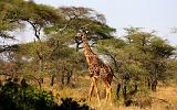 TANZANIA - Serengeti National Park - Giraffe - 1